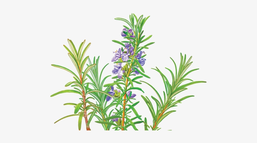 Catnip Drawing Rosemary - Alvita - Organic Rosemary Tea - 24 Tea Bags, transparent png