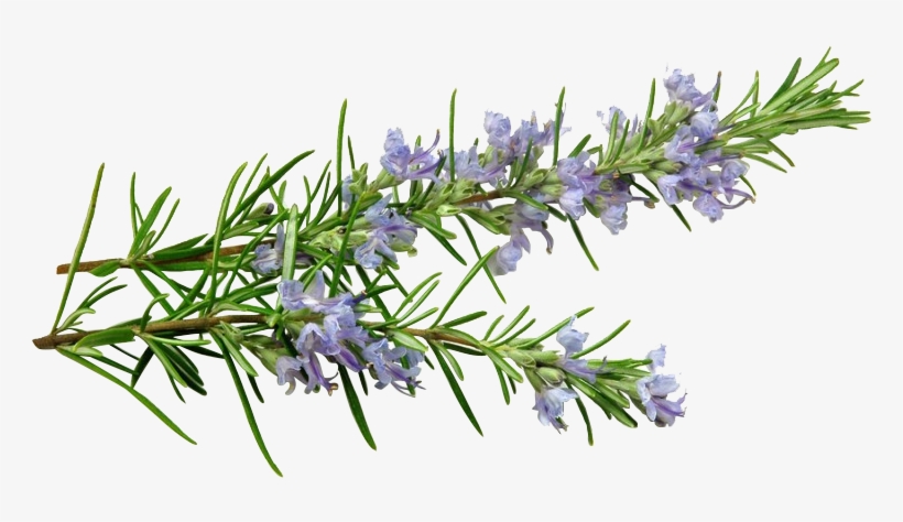 Banner Free Download Essential Oil Nature S Beauty - Rosemary Sprig With Flowers, transparent png
