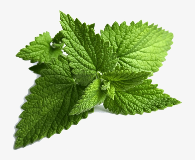 Ming Leaves Mint Leaves Png 400x400 PNG Download PNGkit
