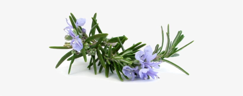 Rosemary Extract For Skin - Rosmarinus Officinalis, transparent png
