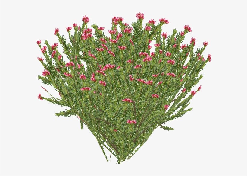 Rosemary Grevillea, transparent png