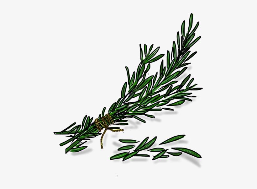 Rosemary - Rosemary Transparent Png, transparent png