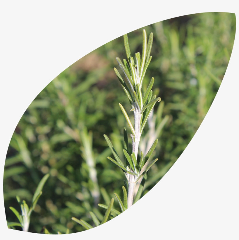 Rosemary - Organic Islands P.c., transparent png