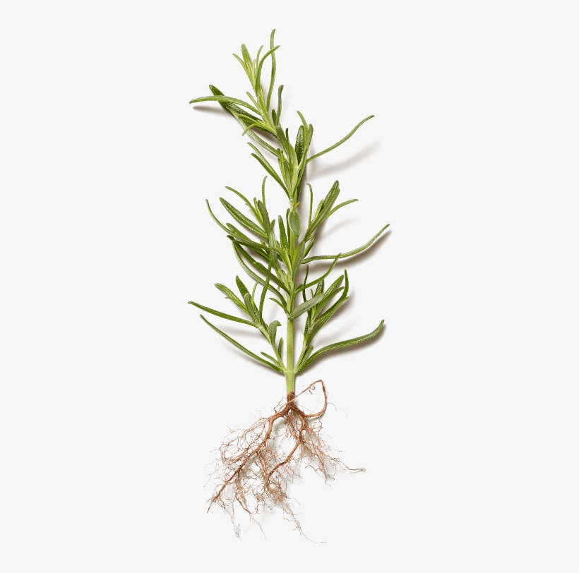 Images - Rosemary, transparent png