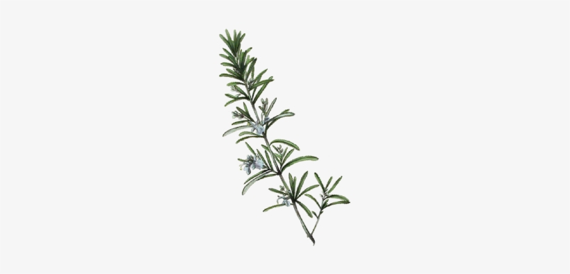 Rosemary Plant Png - Rosemary Plant Illustration Png, transparent png
