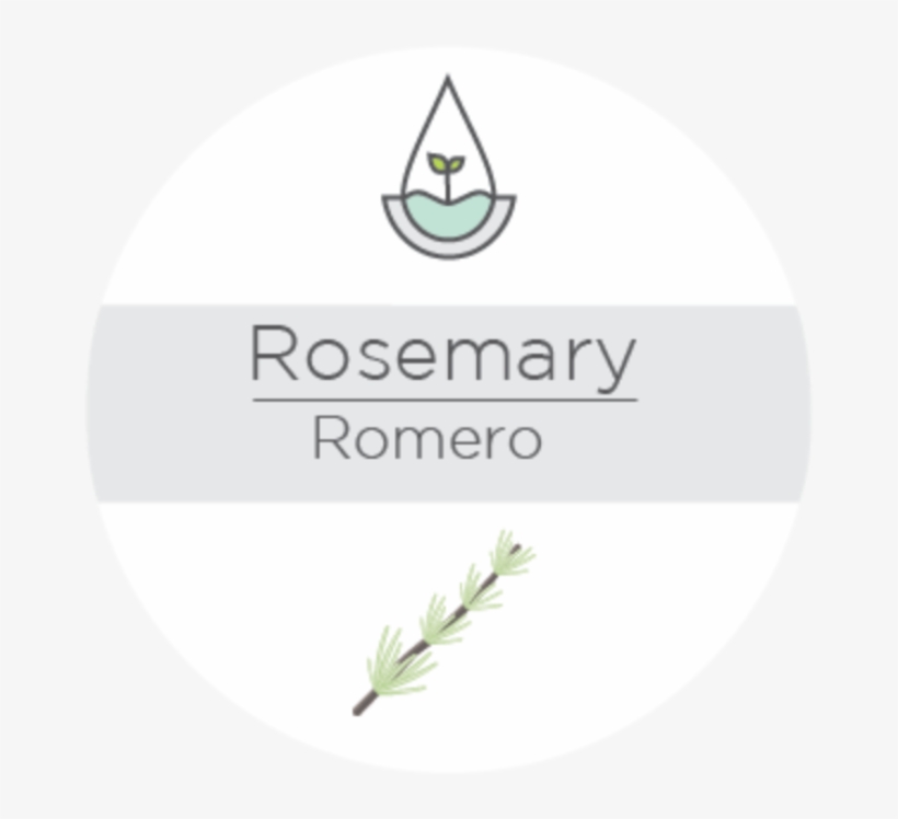 Rosemary - Rosemary - Tea, transparent png