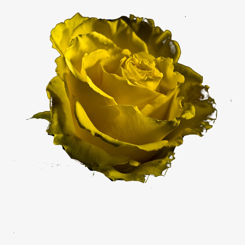 Picture - Hippie, transparent png