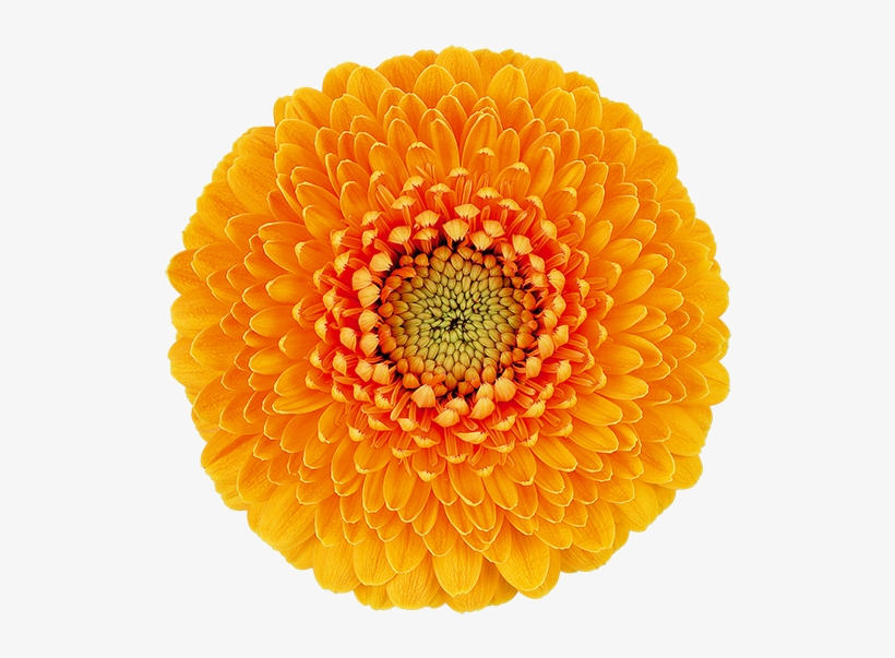 Lilo® - Transvaal Daisy, transparent png
