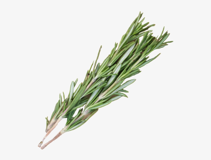 ¼ Ounce - Rosemary - Portable Network Graphics, transparent png