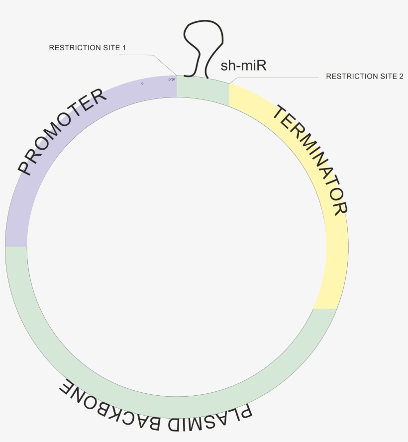 Standard Parts - Css3, transparent png