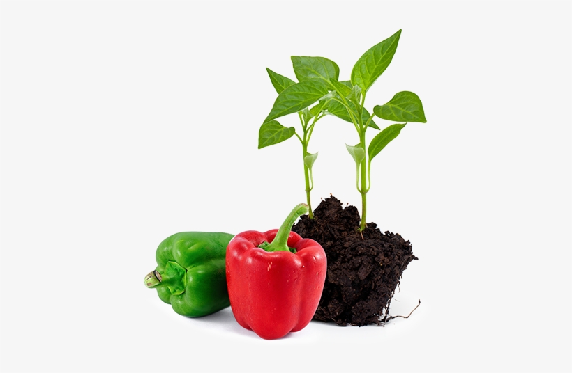 Agronomic Data - Habanero Chili, transparent png