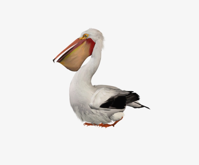 Pelican Png Image - Pelican Png, transparent png