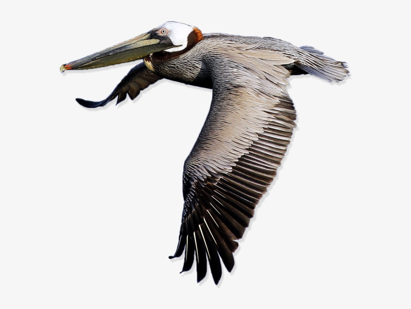 Pelican Png Transparent Images Png Images - Pelicano Png, transparent png