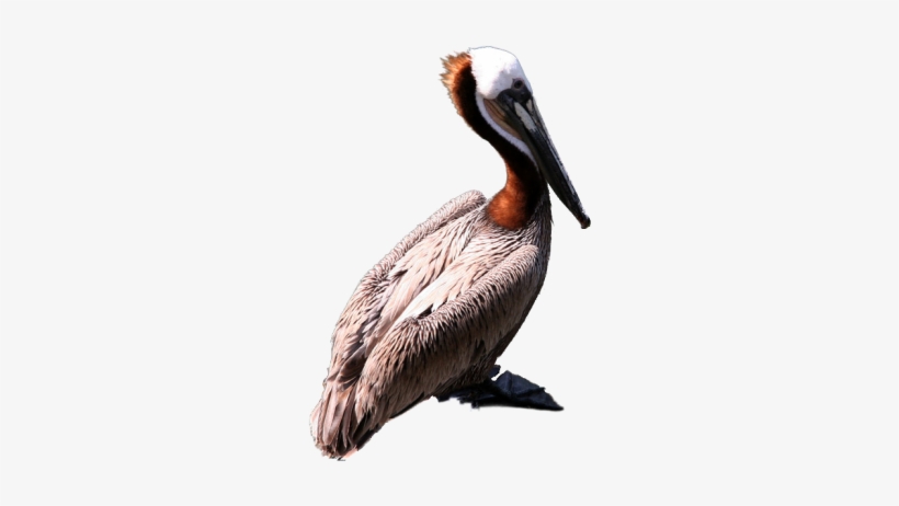 Graphics Pelican Png Clipart - Brown Pelican Png, transparent png