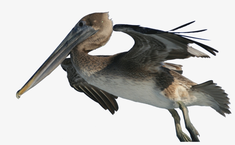 Brown Pelican Png, transparent png
