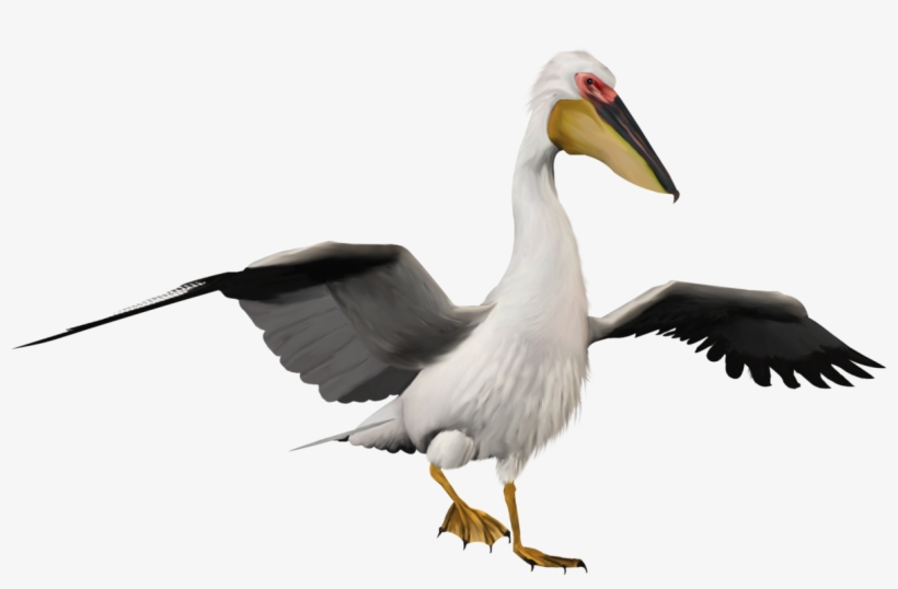 Pelican, transparent png