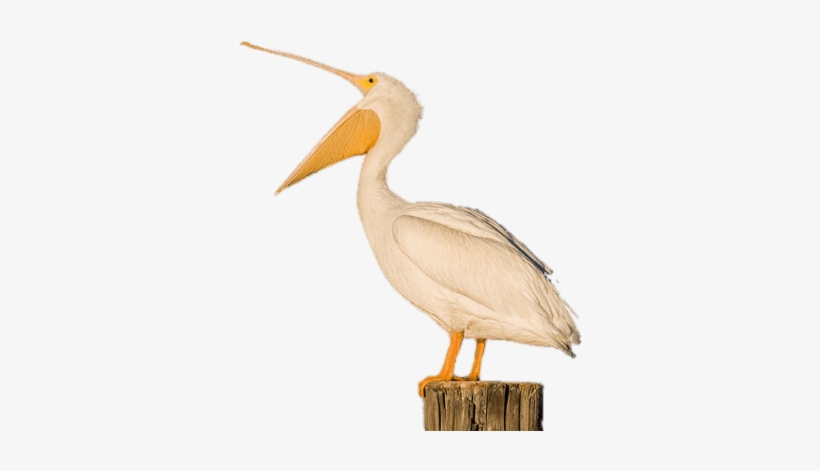 White Pelican Open Beak - Pelican, transparent png