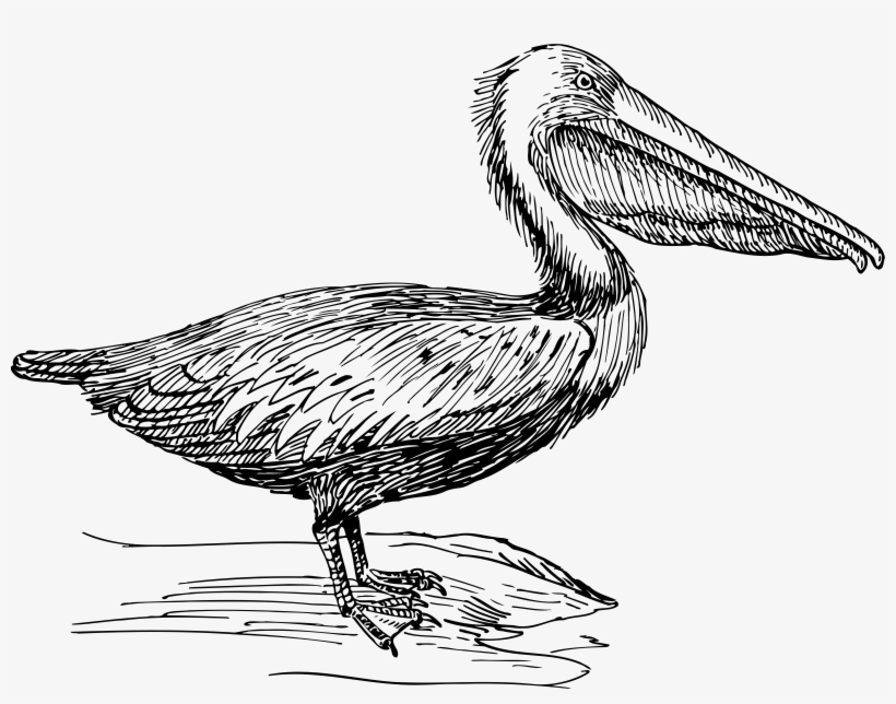 This Free Icons Png Design Of Pelican 3, transparent png