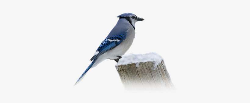 Bluejay Snowy Stump - Blue Jay, transparent png