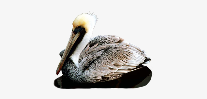 Pelican Png Transparent Images - Pelicans In Grand Isle, transparent png