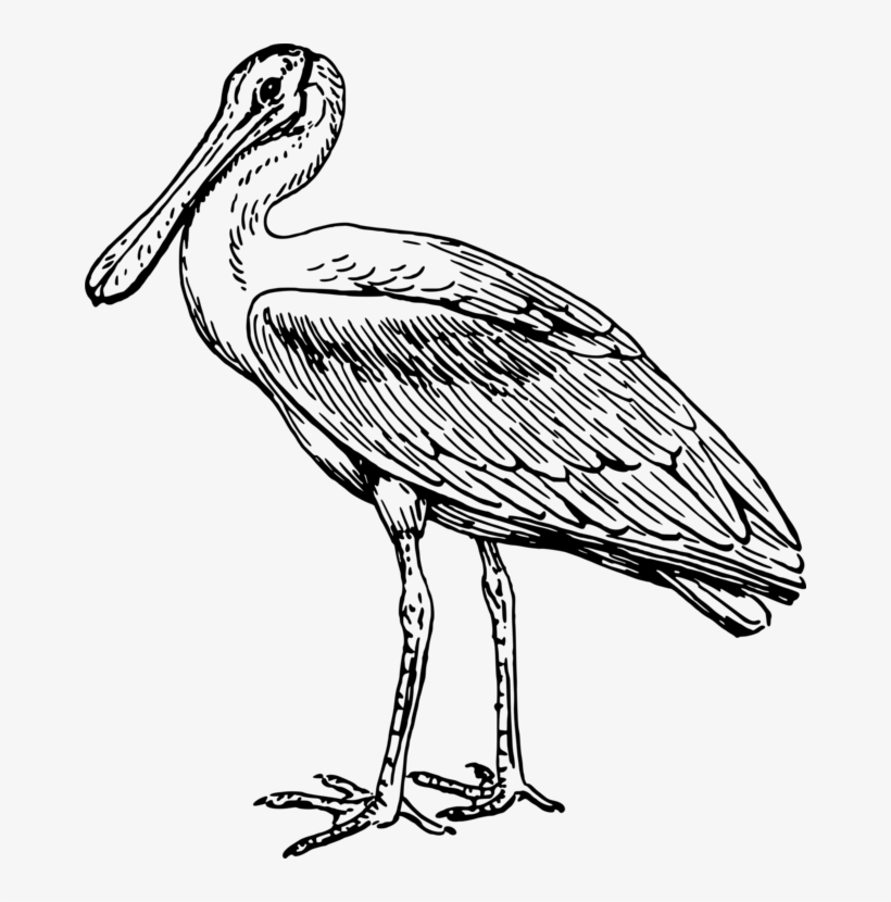 Stork Line Art Drawing Pelecaniformes Spoonbills - Spoonbill Clipart, transparent png