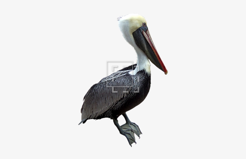 Parent Category - Brown Pelican, transparent png