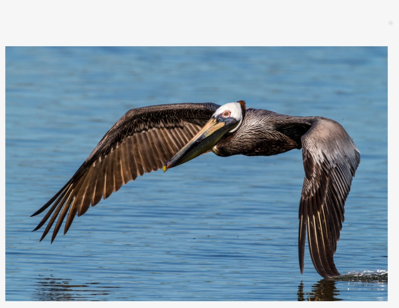 Brown Pelican, transparent png
