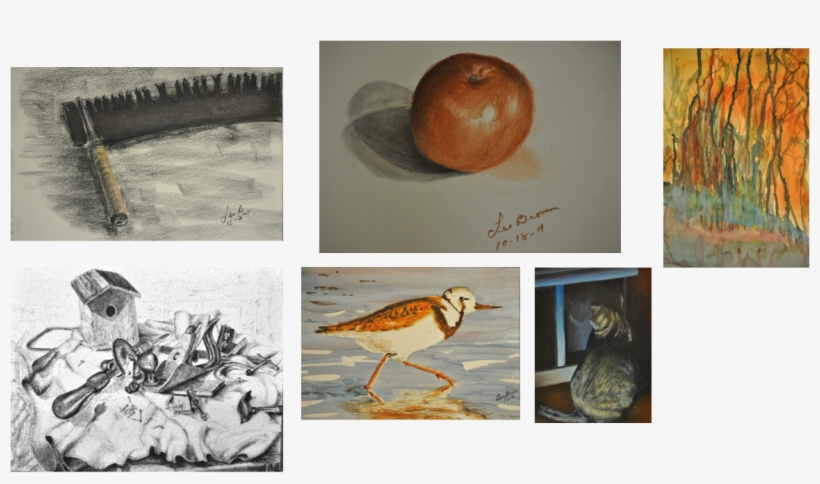 Above Is An Abstract Collage Called Boston Harbor - Ruddy Turnstone, transparent png