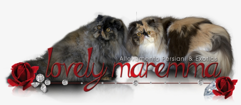 Lovely Maremma - Maremma, transparent png