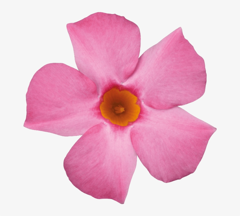 Sundaville Beauty Rose - Rocktrumpet, transparent png