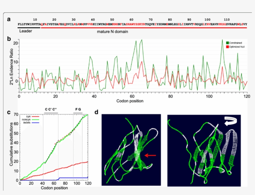 Adaptive Evolution Of Psgs In Yangochiroptera Bat Species - Common Fig, transparent png