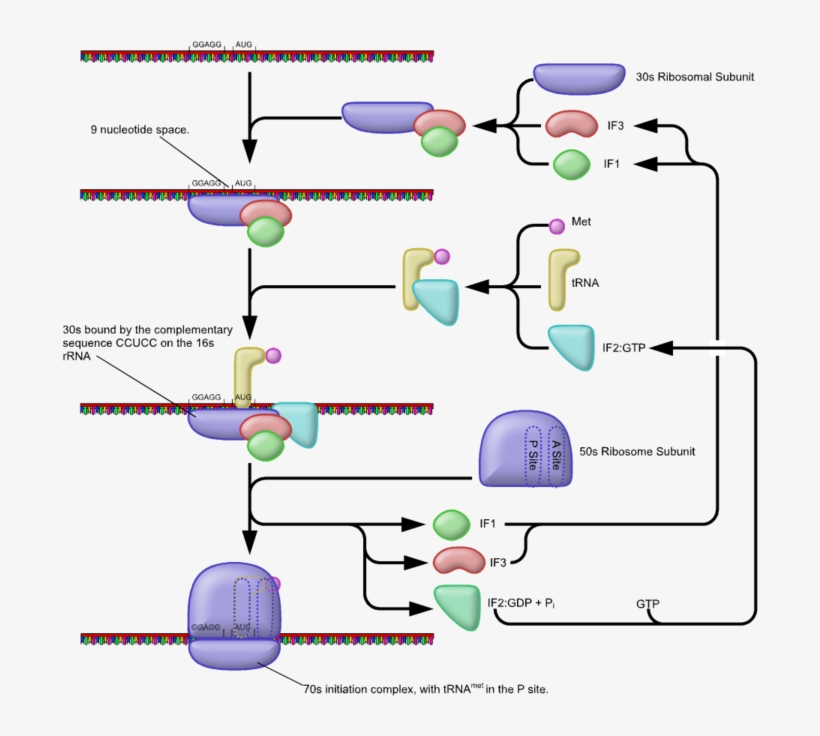 Prokaryotic Translation Initiation, transparent png