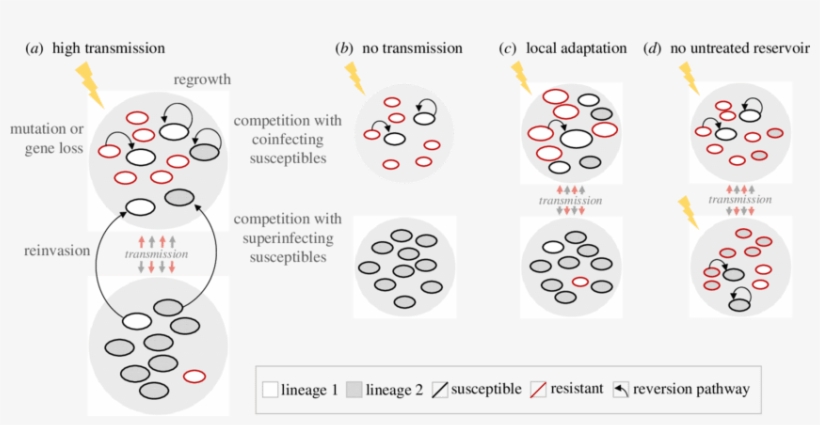 Within-host Reversion Is Influenced By Transmission - Nyse:de, transparent png