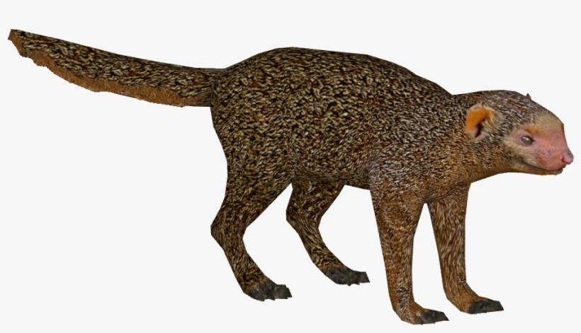 Dwarf Mongoose - Dwarf Mongoose Png, transparent png