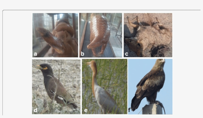 Some Important Mammals And Bird Species Of The Study - Mammal, transparent png