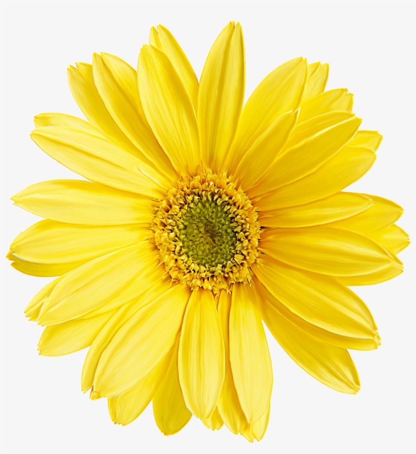 Painting Wallpaper Plants Flowers Material Transprent Pastel Yellow