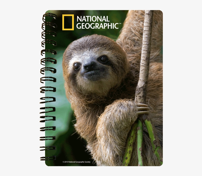 970452 - Sloth National Geographic, transparent png