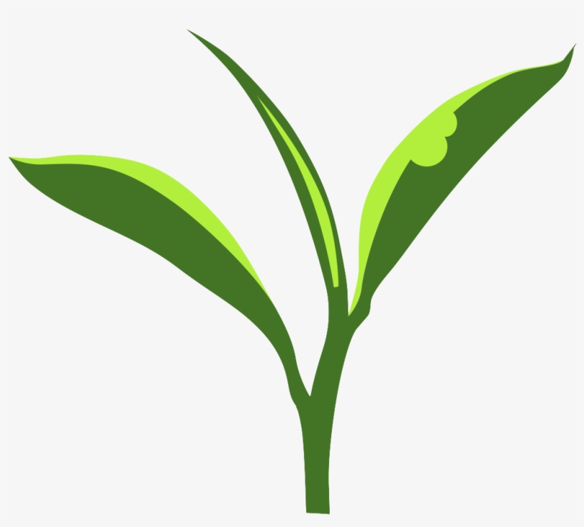 Density To Induced Metabolite Blends In Tea Plants - Tea Plant Logo, transparent png