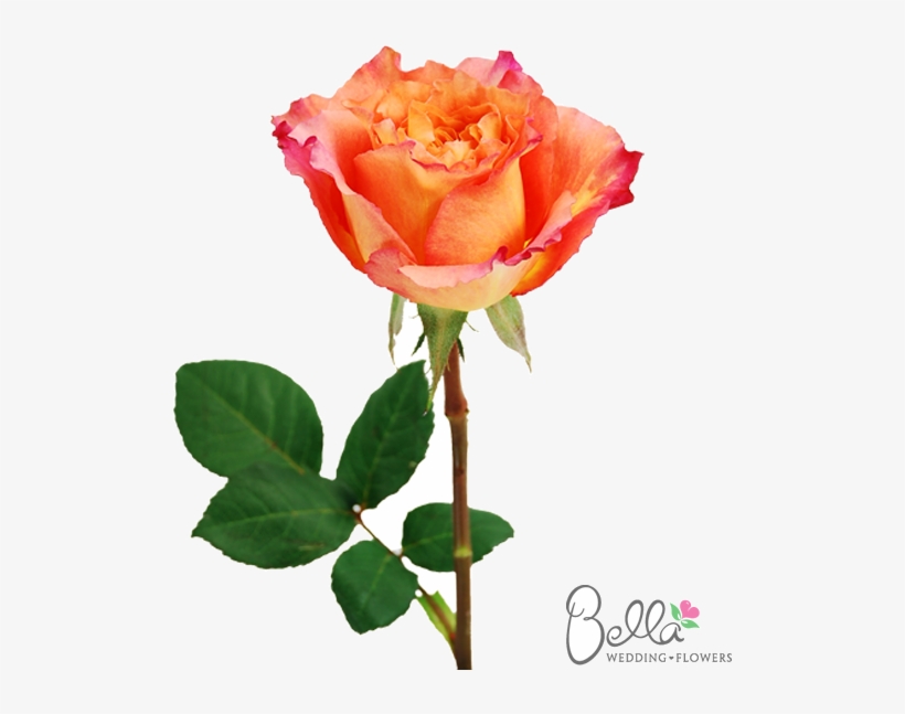 Free Spirit Roses Are A Gorgeous Variety Of Orange - Wedding, transparent png