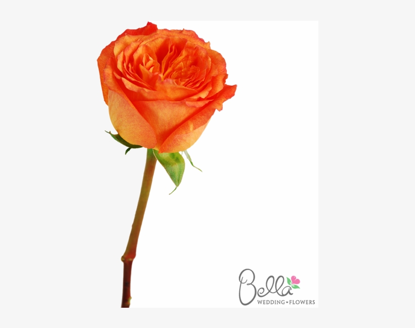 High Intenz Roses Are A Gorgeous Variety Of Orange - Wedding, transparent png