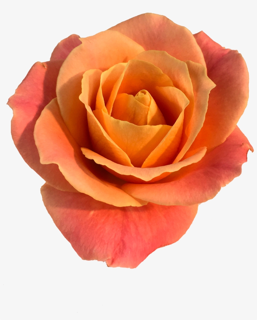Roses In The Void By Will Gee - Rose, transparent png