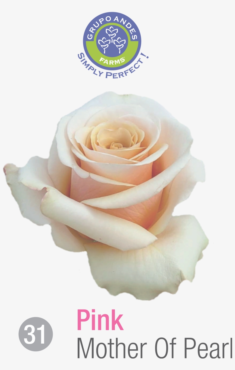 Rosa Variedad Mother Of Pearl, transparent png