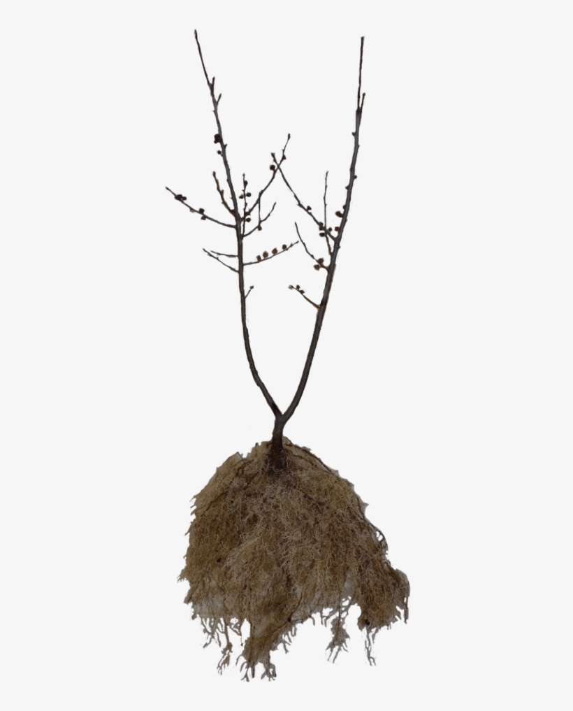 Ilex Verticillata - Winter Gold, transparent png