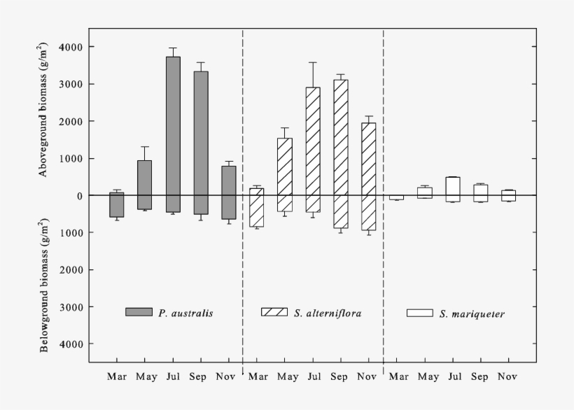 Above-and Belowground Plant Biomass In Salt - Diagram, transparent png