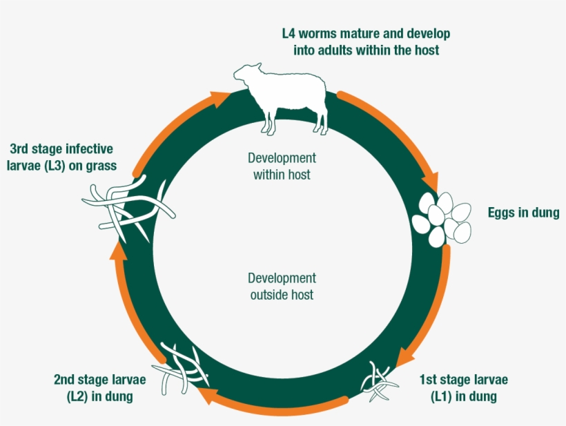 Changing Climatic Conditions Have Meant That Disease - Circle, transparent png