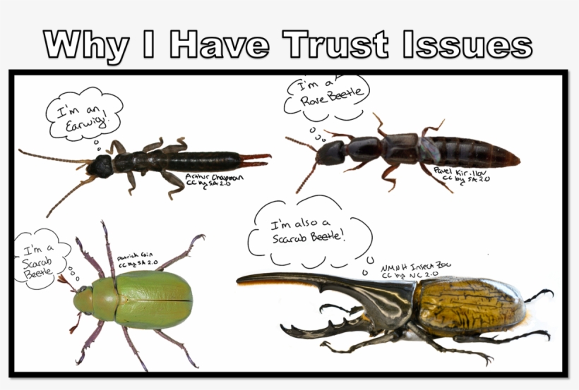 🐞 Nancy Miorelli 🐞 On Twitter - Longhorn Beetle, transparent png
