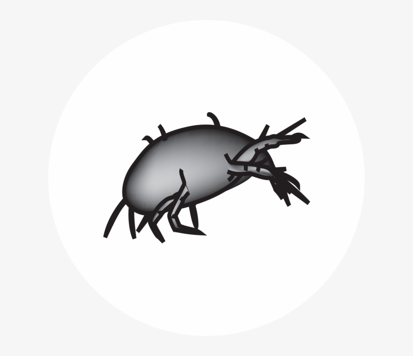 Dust Mites - Mite, transparent png