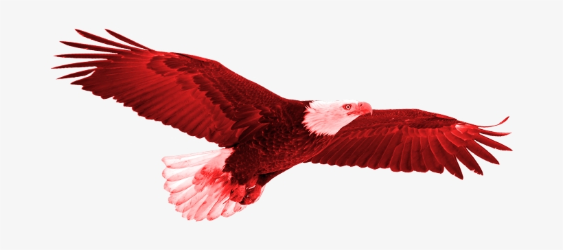 Tunisia Vs - England - Parrot, transparent png