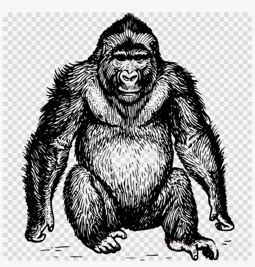 Ape Drawing Clipart Ape Gorilla Chimpanzee - Gorilla In Black And White, transparent png