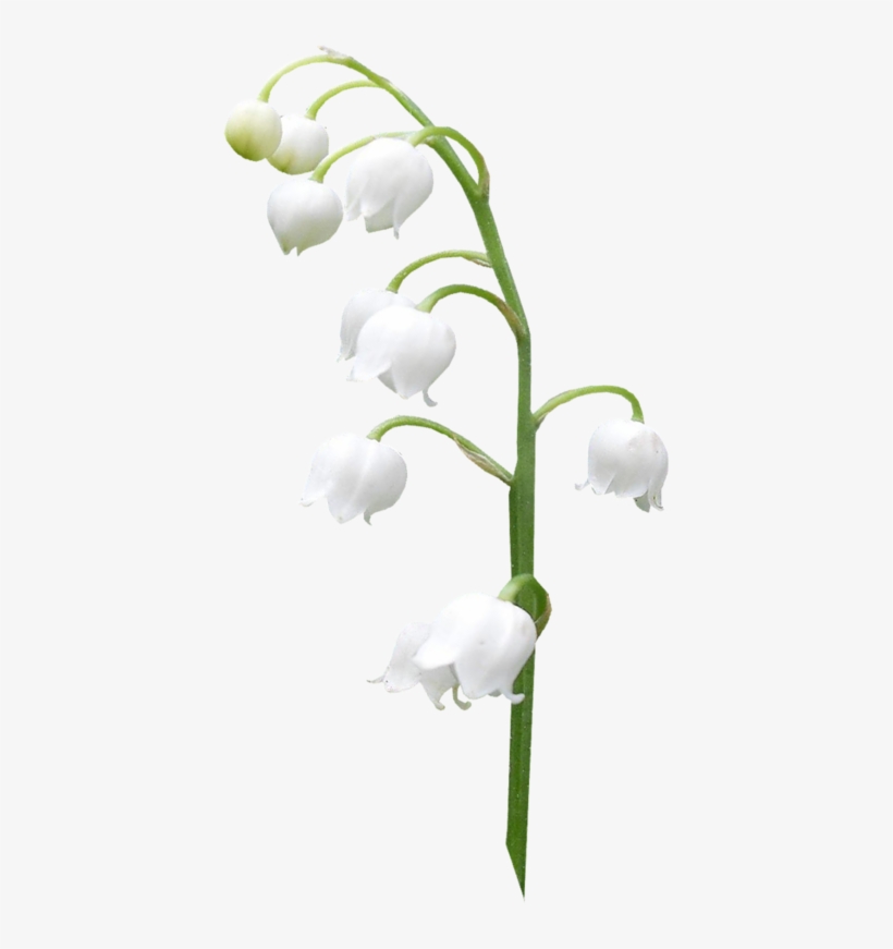Lilies Of The Valley - Lily Of The Valley Png - 410x800 PNG Download